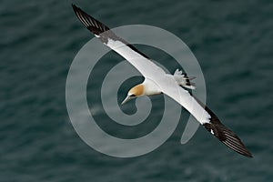 Sula serrator - Australian Gannet - takapu flying above the nesting colony in New Zealand