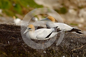 Sula serrator - Australian Gannet - takapu flying above the nesting colony in New Zealand photo