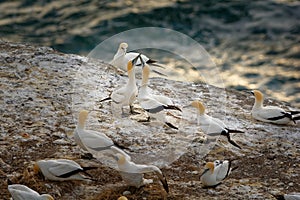 Sula serrator - Australian Gannet - takapu flying above the nesting colony in New Zealand photo