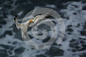 Sula serrator - Australian Gannet - takapu in Muriwai Beach New Zealand photo