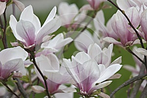 Sulanja magnolia in bloom