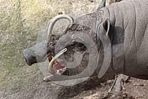 Sulawesi babirusa (Babyrousa celebensis).