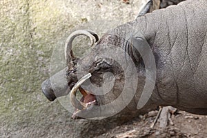 Sulawesi babirusa (Babyrousa celebensis).