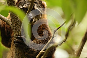 Sulawesi bear cuscus (Ailurops ursinus) at Tangkoko national park photo