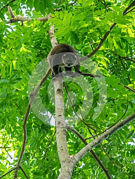 Sulawesi bear cuscus, Ailurops ursinus. Tangkoko reserve, North Sulawesi