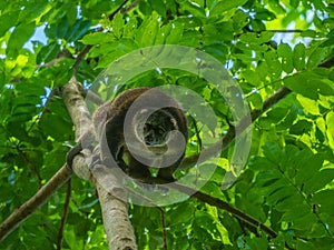 Sulawesi bear cuscus, Ailurops ursinus. Tangkoko reserve, North Sulawesi