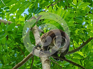Sulawesi bear cuscus, Ailurops ursinus. Tangkoko reserve, North Sulawesi photo