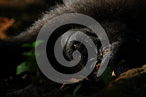 Sulawesi Black Crested Macaque looks at camera in Tangkoko Nature Reserve