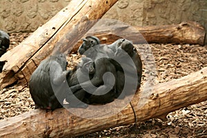 Sulawesi / Celebes Crested Black Macaque