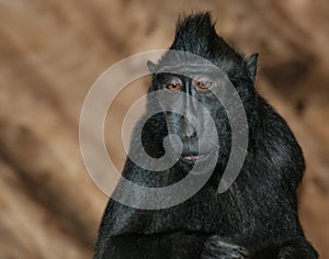 Sulawesi Crested Macaque