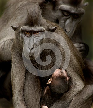 Sulawesi Crested Macaque family photo