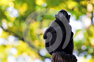 Sulawesi Crested Macaque