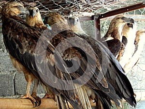 Sulawesi eagle in the cage of conservation park