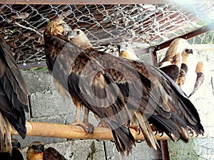 Sulawesi eagles in the cage of conservation park