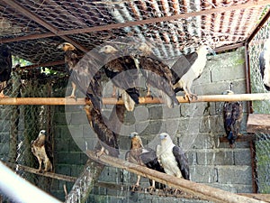 Sulawesi eagles in the cage of conservation park
