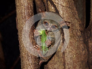 Sulawesi, Indonesia: Tarsier Eating Grasshopper