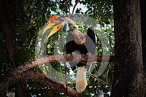 Sulawesi Kalao. National bird of Sulawesi. colourful hornbill native to Indonesia, Knobbed Hornbill, Aceros cassidix. Like Parrot