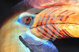 Sulawesi knobbed hornbill