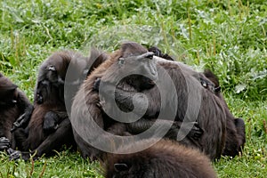 Sulawesi Macaque / Crested Black Macaques / Macaca nigra group, hugging and performing mutual grooming. photo