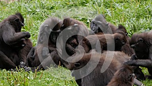 Sulawesi Macaque / Crested Black Macaques / Macaca nigra group, including young, hugging and performing mutual grooming.