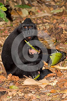 Sulawesi monkey with baby Celebes crested macaque