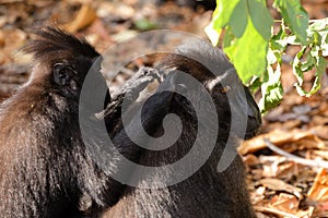 Sulawesi monkey Celebes crested macaque