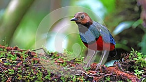 Sulawesi pitta (Erythropitta celebensis), colorful bird of Indonesia