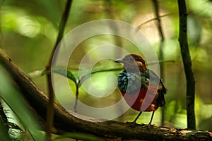 Sulawesi pitta Erythropitta celebensis perches on a branch in indonesian jungle, endemic species to Indonesia, Exotic birding in