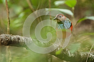 Sulawesi pitta Erythropitta celebensis perches on a branch in indonesian jungle, endemic species to Indonesia, Exotic birding in