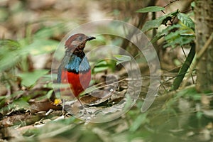 Sulawesi pitta Erythropitta celebensis perches on a branch in indonesian jungle, endemic species to Indonesia, Exotic birding in