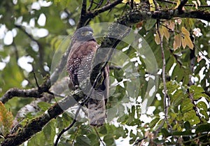 Sulawesi serpent eagle in Lore Lindu National Park, Sulawesi island, Indonesia photo