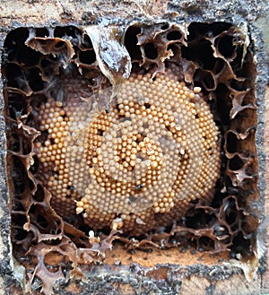 Sulawesi Stingless Bee& x27;s Brood Cells