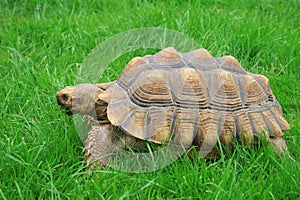 Sulcata (african spurred) turtle