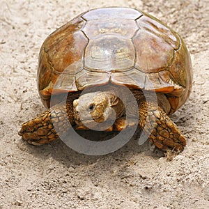 Sulcata tortoise