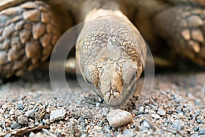 Sulcata tortoise is animals at the zoo