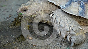 Sulcata tortoise eat own on the ground