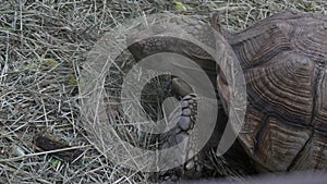 Sulcata tortoise eating