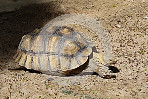 Sulcata tortoise in the garden at thailand