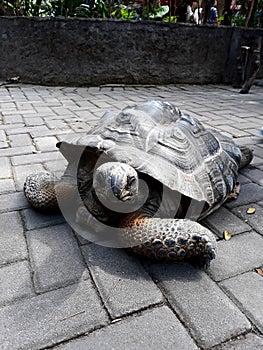 a sulcata tortoise in the Gembira Loka zoo - Jogja, Indonesia