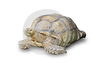 Sulcata Tortoise isolated on white background.
