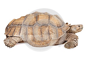 Sulcata Tortoise Isolated on White