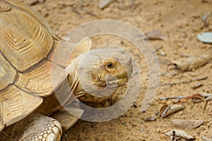 Sulcata Tortoise`s head