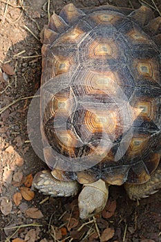 Sulcata tortoise shell, copy space
