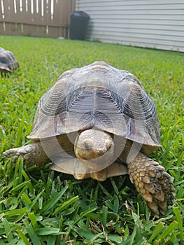 Sulcata Tortoise on a Stroll