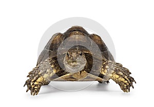 Sulcata Tortoise on white