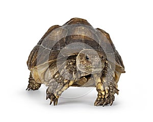 Sulcata Tortoise on white