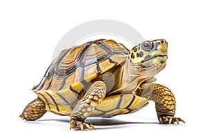 Sulcata tortoise on a white background.