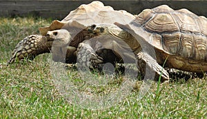 Sulcata Tortoises in outdoor zoo paddock