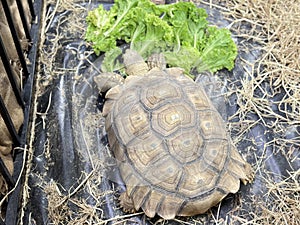 Sulcata turtles are very large.