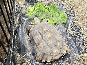 Sulcata turtles are very large.